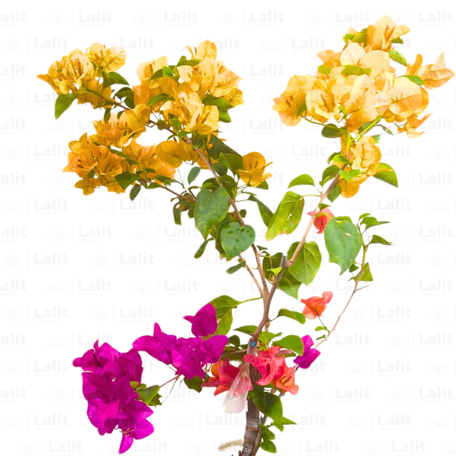 Buy Grafted Bougainvillea (Multicolour Flowers) - Plant Online at Lalitenterprise