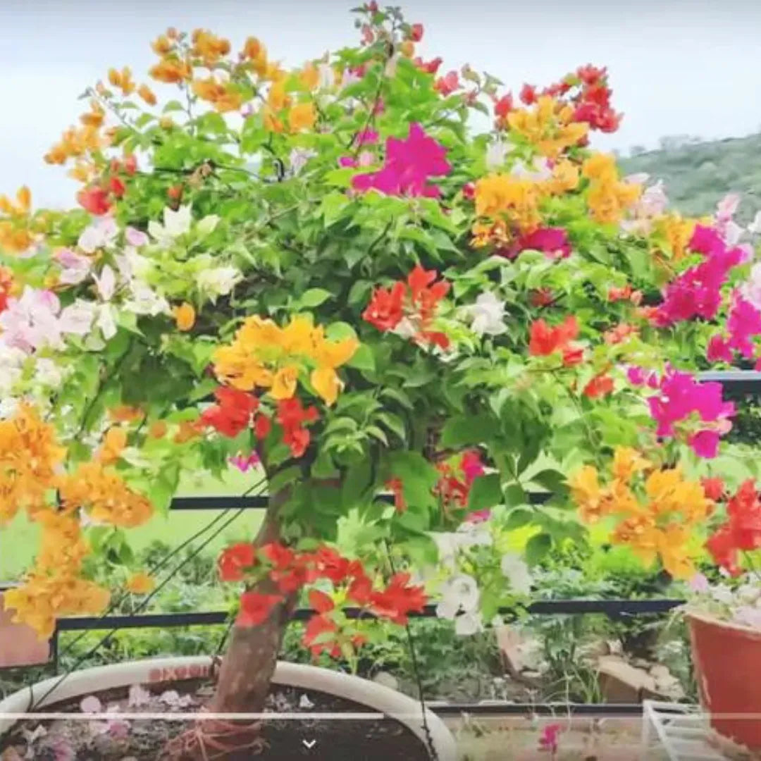 Grafted Bougainvillea Plant - at Lalitenterprise