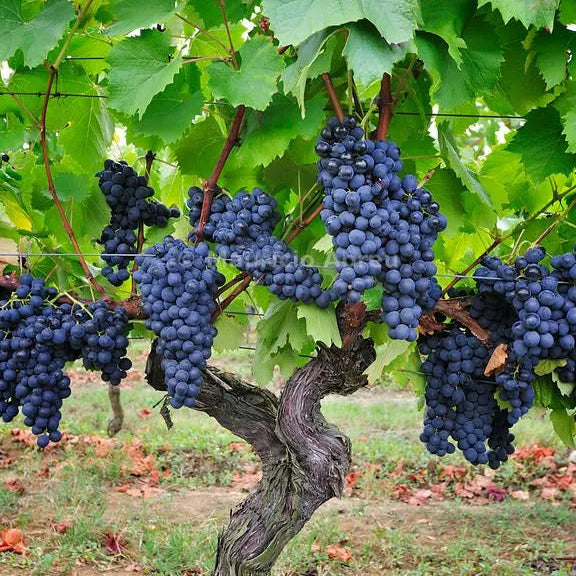 Buy Grafted Grape Fruit (Vitis Vinifera) "Angoor Vine" - Plant Online at Lalitenterprise