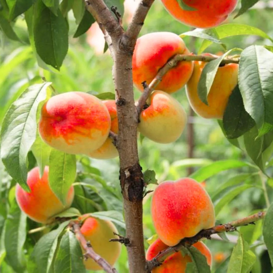 Buy Prunus Persica – Plant Online at Lalitenterprise