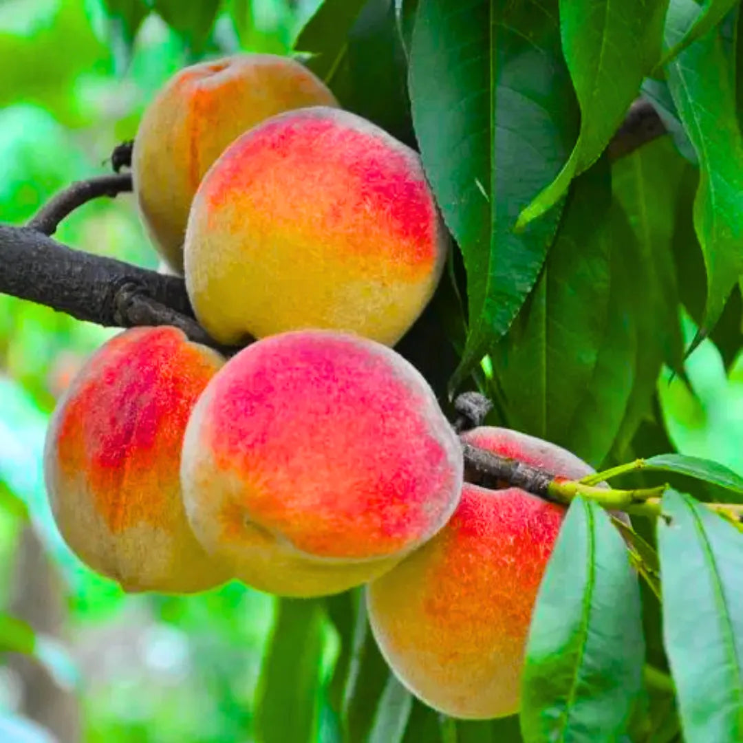 Buy Grafted Aadu – Plant Online at Lalitenterprise