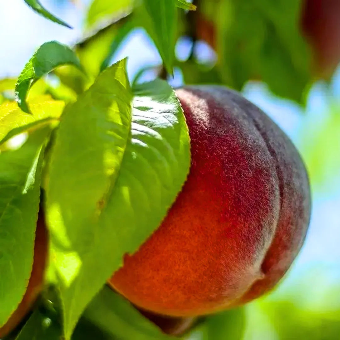 Buy Grafted Peach, (Prunus Persica) Aadu – Plant Online at Lalitenterprise