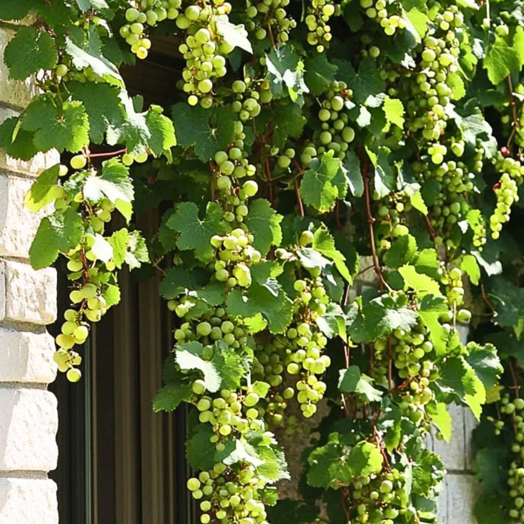 Grape Fruit (Vitis Vinifera)