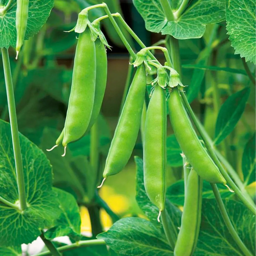 Buy Green Peas (Matar) Seeds Online at Lalitenterprise