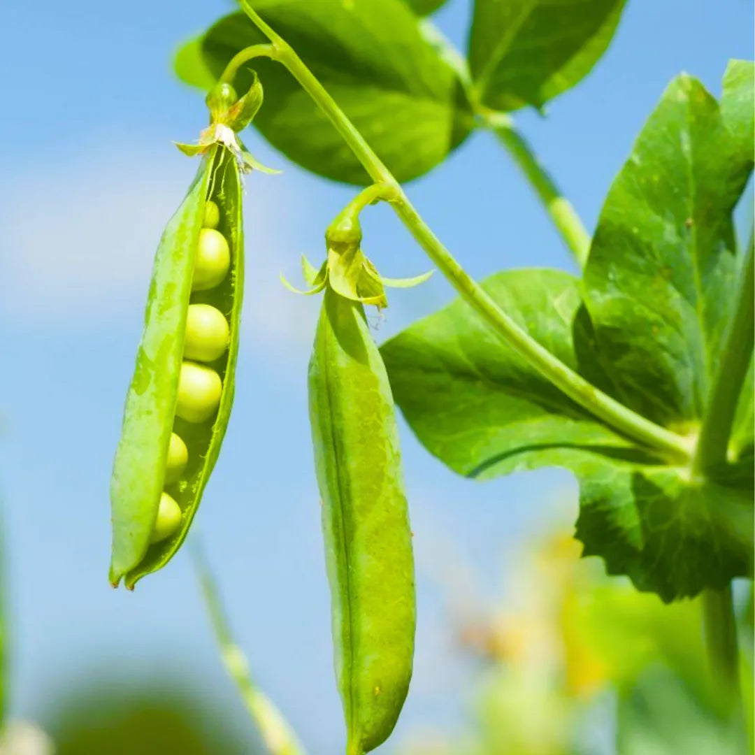 Buy Green Peas (Matar) Seeds Online at Lalitenterprise
