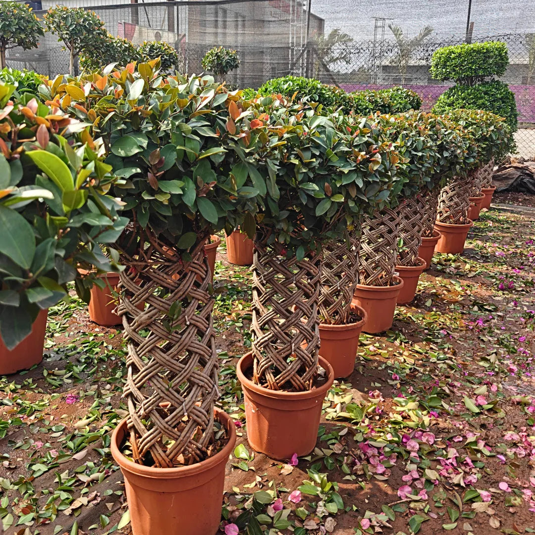 Netted Ficus Tree (Grided Ficus) 