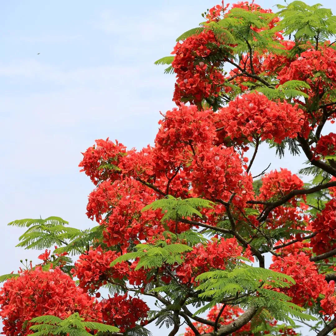 Gulmohar Flowering Tree