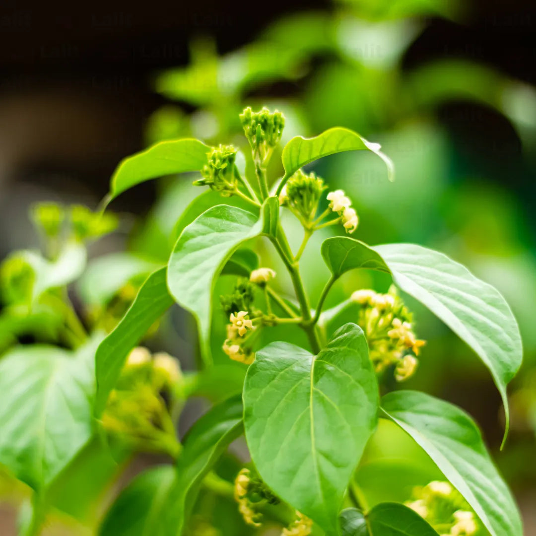 Gurmar | Gudmar (Gymnema Sylvestre)