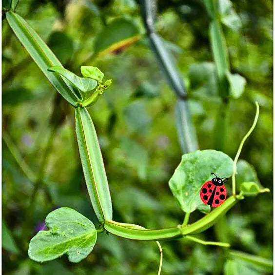 Hadjod (Cissus Quadrangularis)