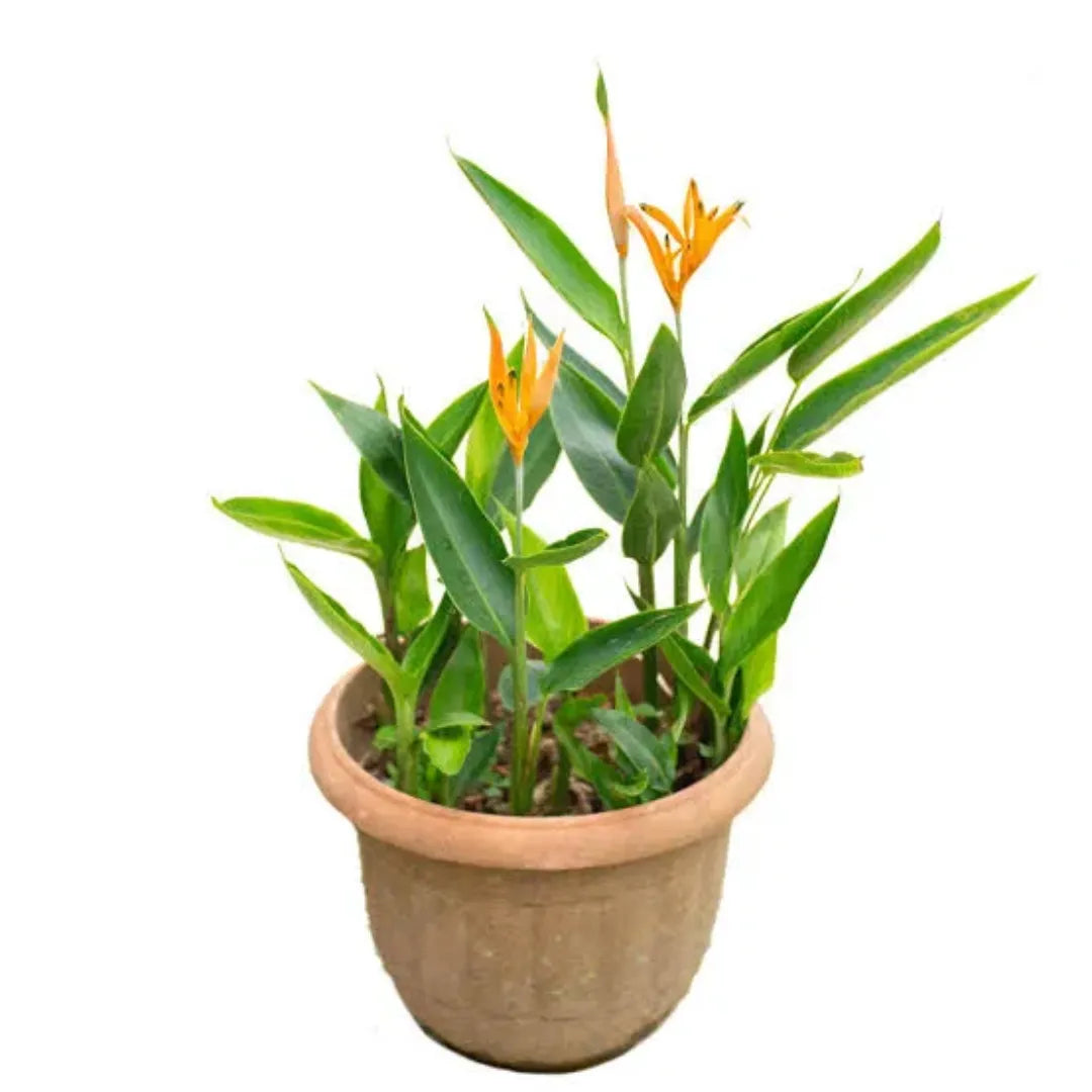 Buy Heliconia 'American Dwarf' - Plant Online at Lalitenterprise