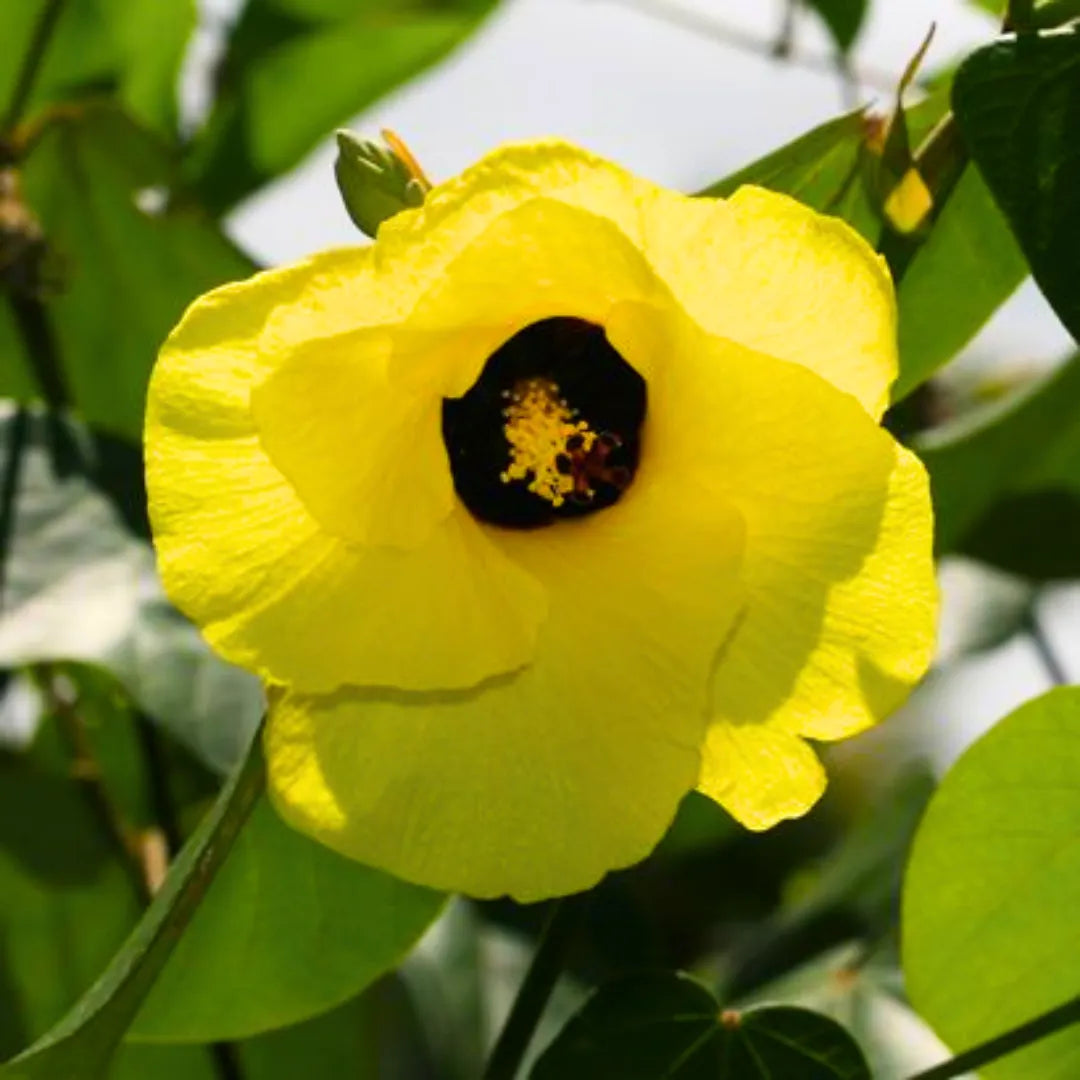 Buy Hibiscus Tiliaceus - Plant Online at Lalitenterprise