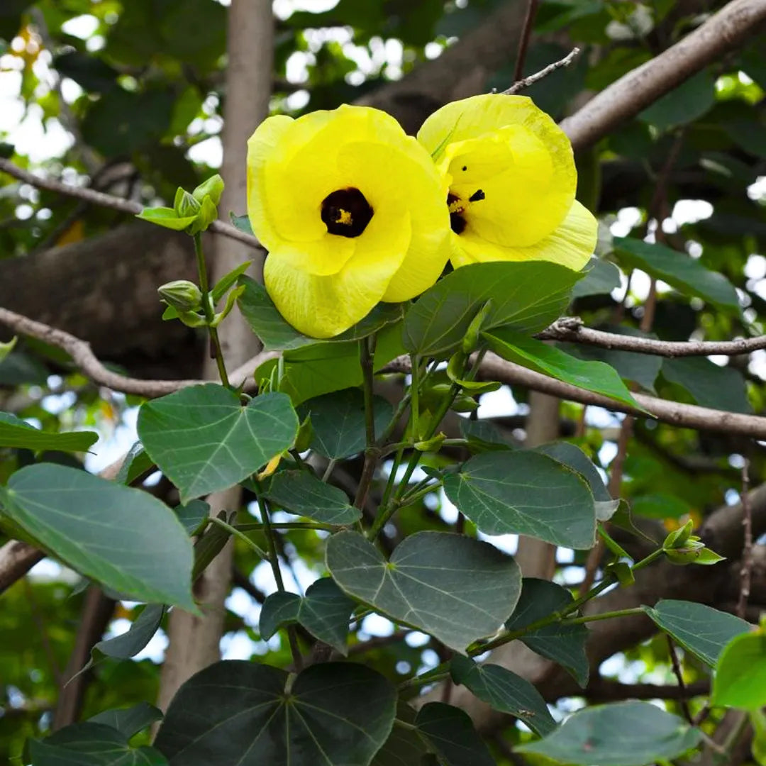 Buy Hibiscus Tiliaceus - Plant Online at Lalitenterprise