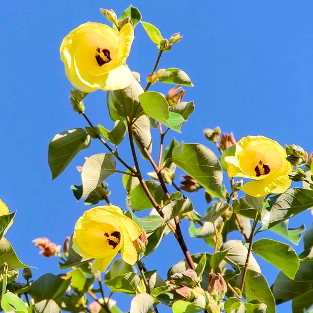Buy Hibiscus Tiliaceus - Plant Online at Lalitenterprise