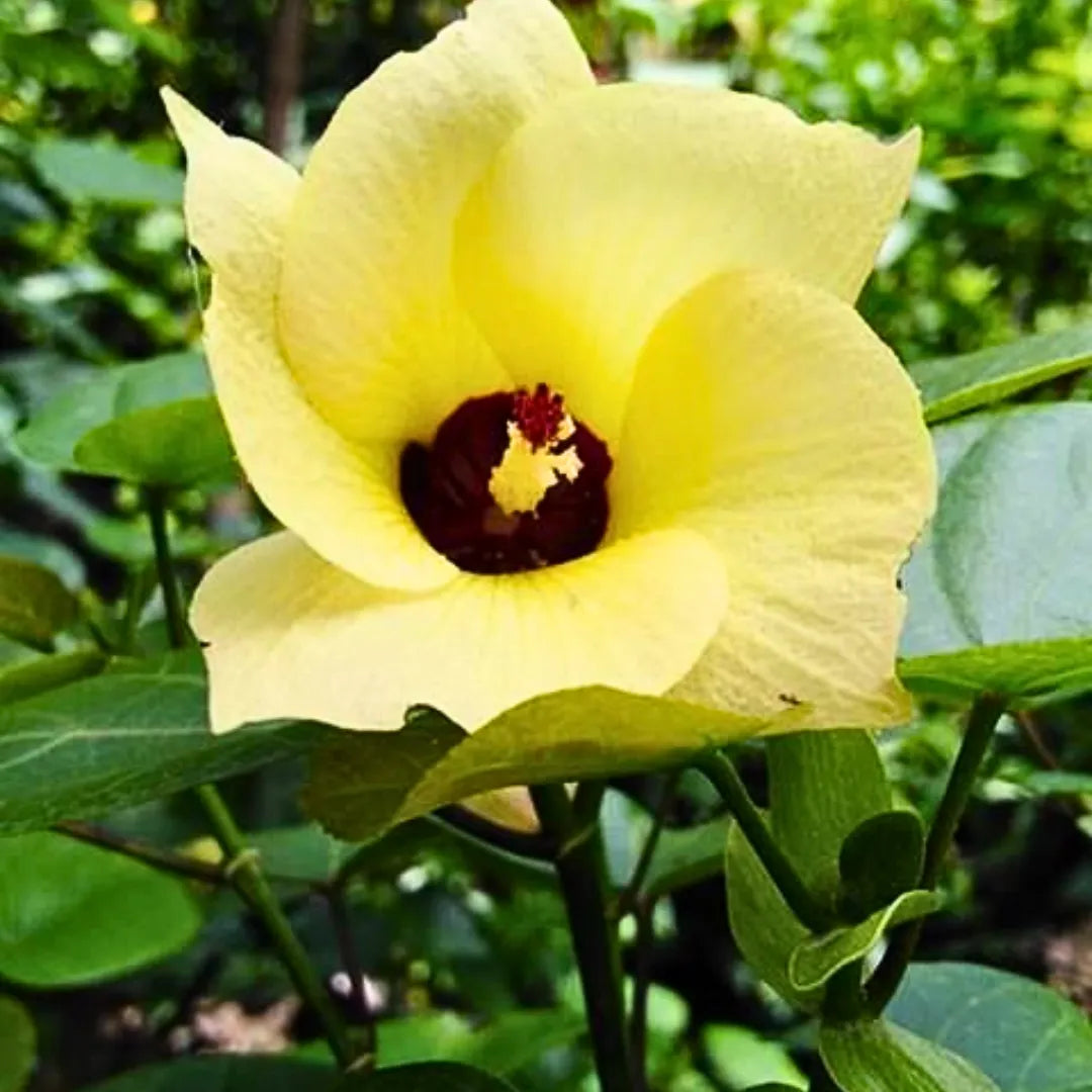 Buy Hibiscus Tiliaceus - Plant Online at Lalitenterprise