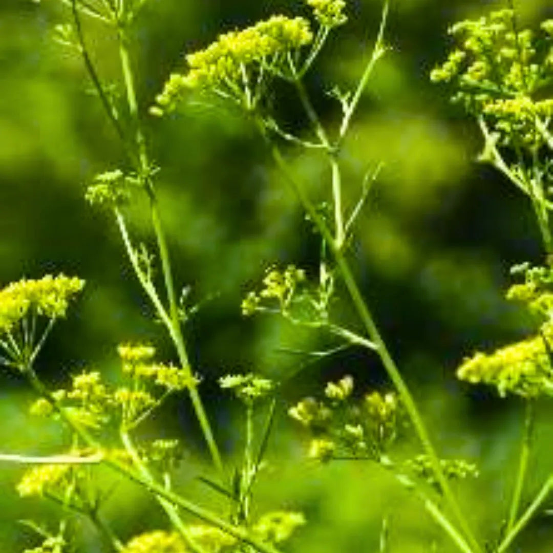 Buy Hing - Plant Online at Lalitenterprise