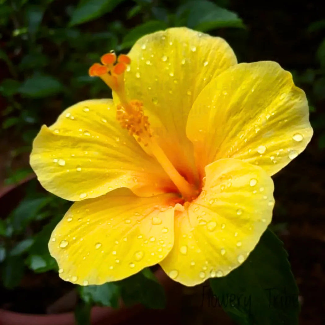 Buy Hybrid Hibiscus Flower, Gudhal - Plant Online at Lalitenterprise