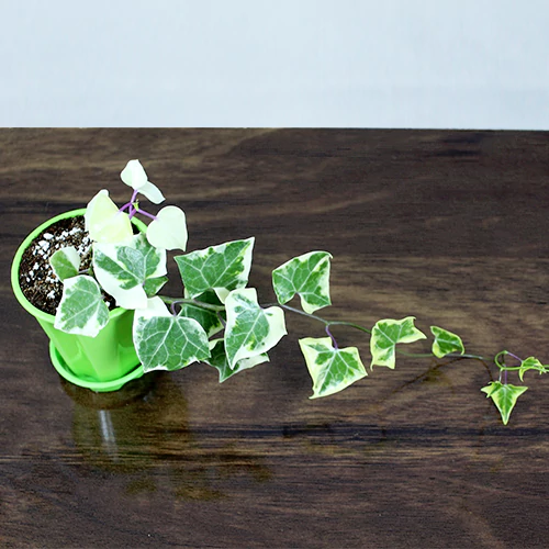 Hedera Helix "Variegata" plant online at Lalitenterprise