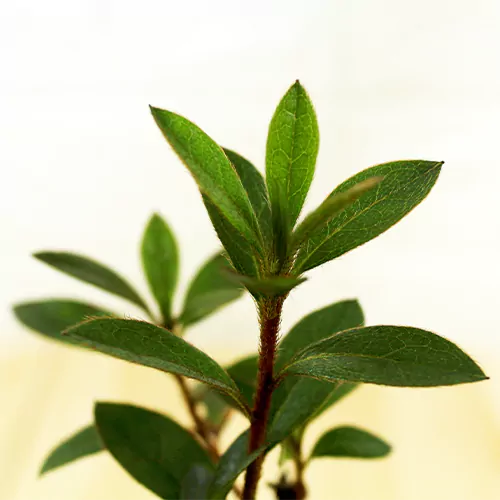 Buy Dwarf Azalea Plant Online at Lalitenterprise