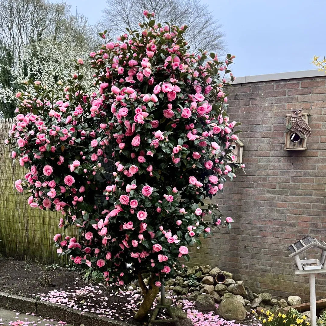 Buy Imported Camellia (Camellia Japonica) - Plant Online at Lalitenterprise