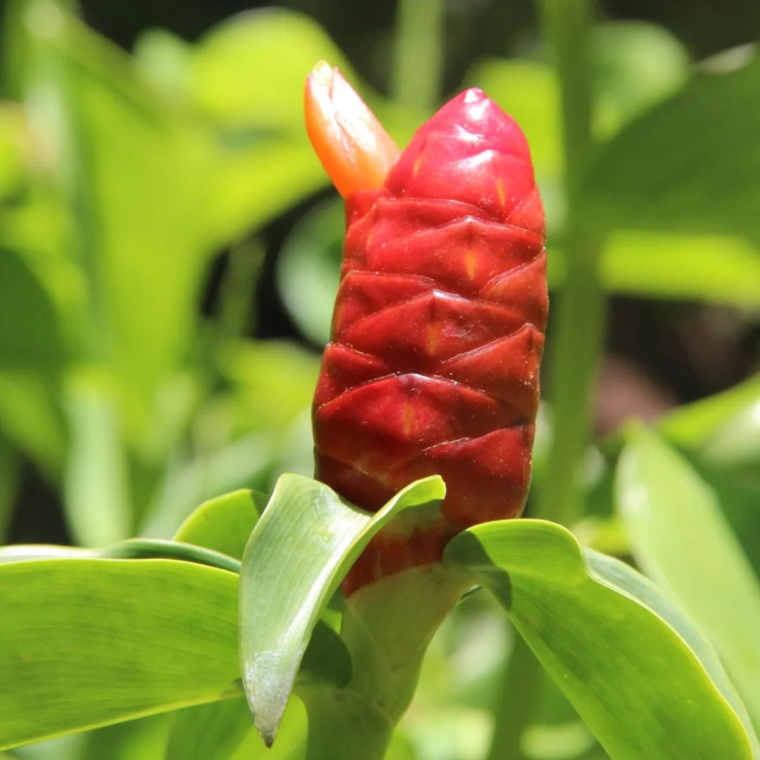 Buy Indian Head Ginger (Costus Spicatus) - Plant Online at Lalitenterprise