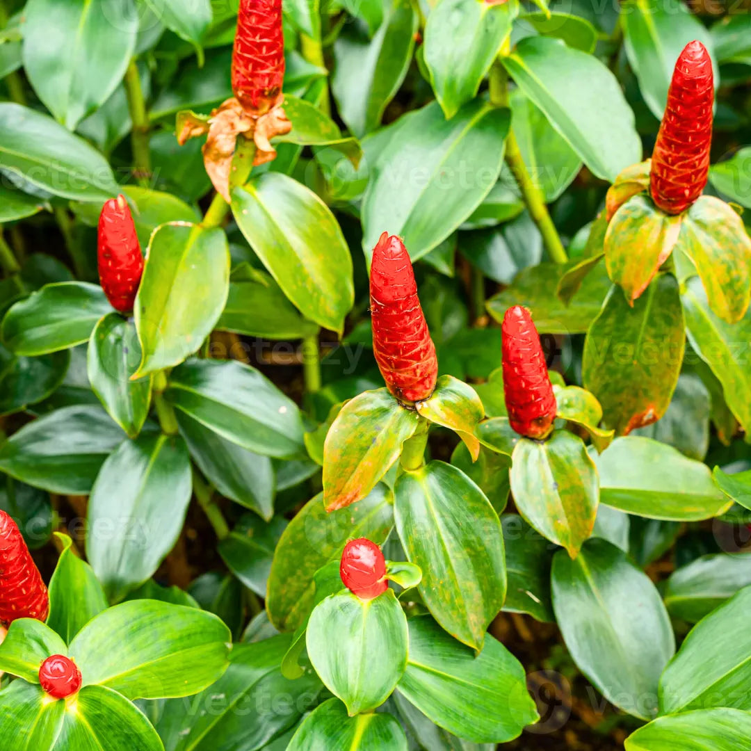Buy Indian Head Ginger - Plant Online at Lalitenterprise