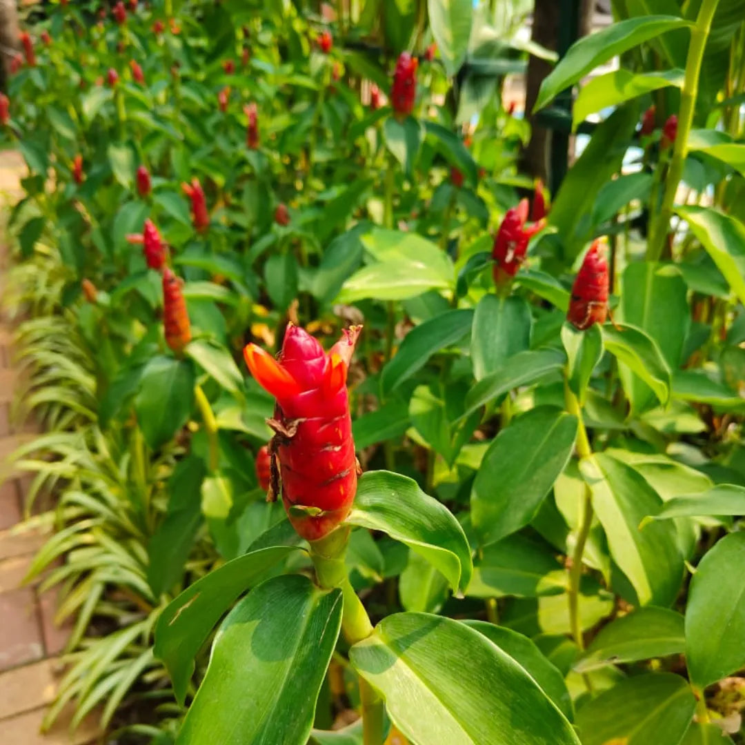 Buy Costus Spicatus - Plant Online at Lalitenterprise