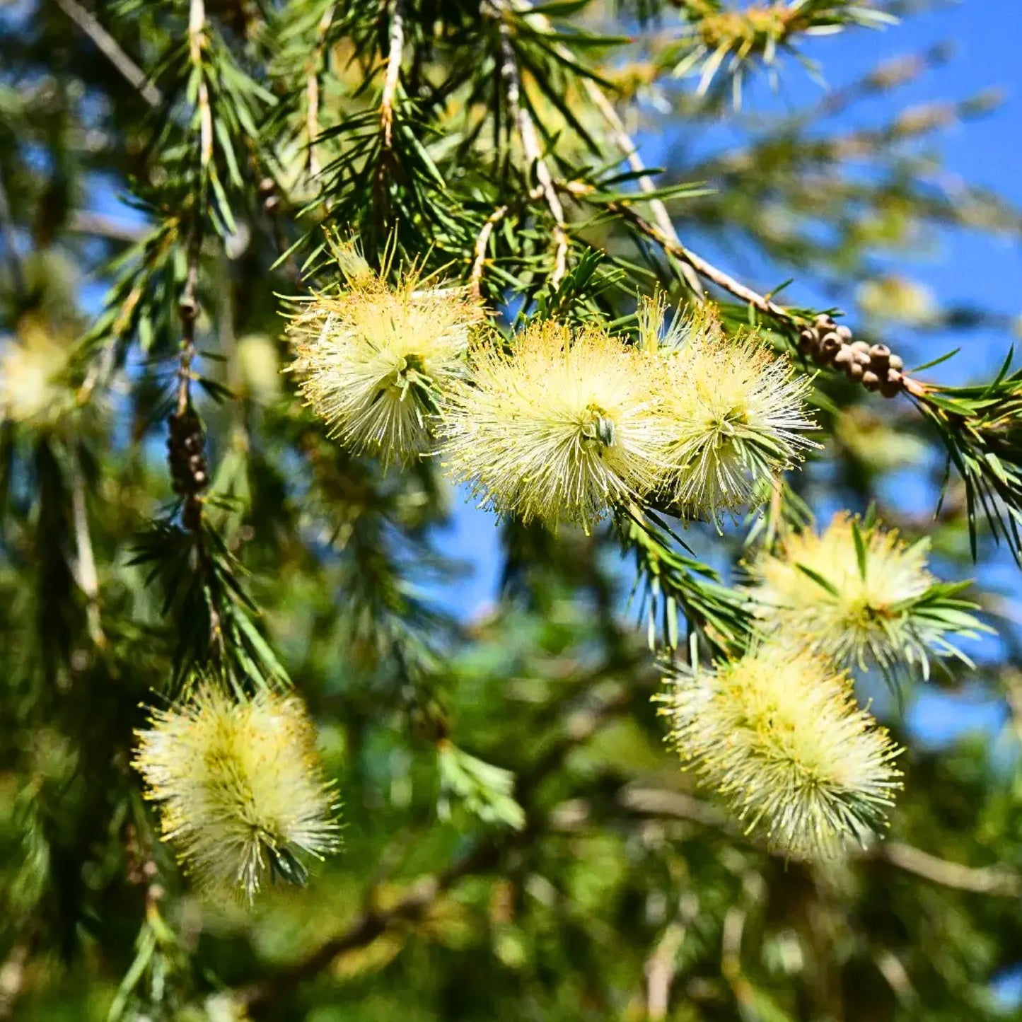 Buy Callistemon Salignus - Plant Online at Lalitenterprise