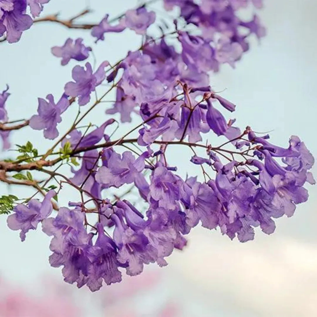 Neel Mohar Flowering - Plants