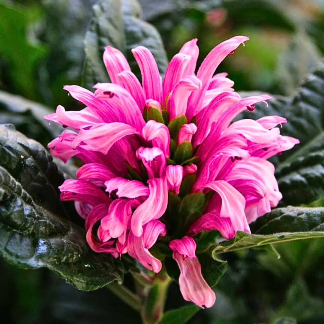 Buy Jacobinia Pink (Justicia Carnea) "Brazilian Plume" - Plant Online at Lalitenterprise