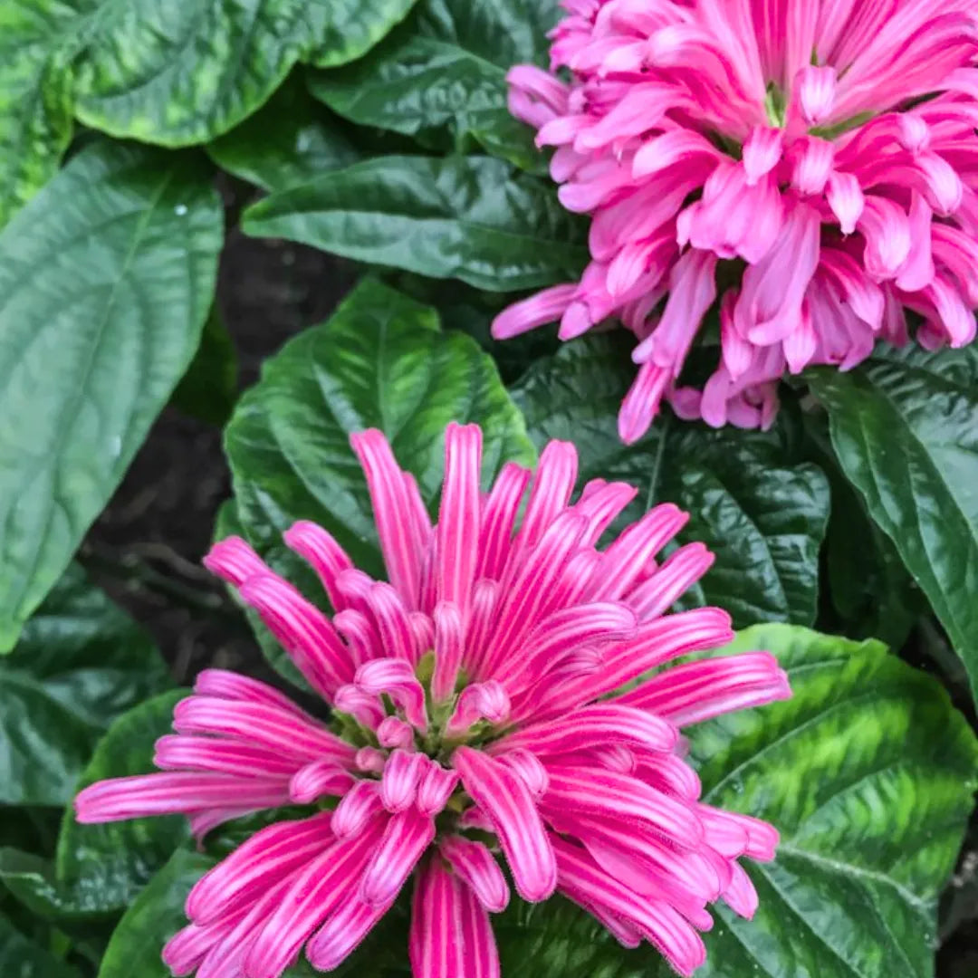 Buy Brazilian Plume - Plant Online at Lalitenterprise