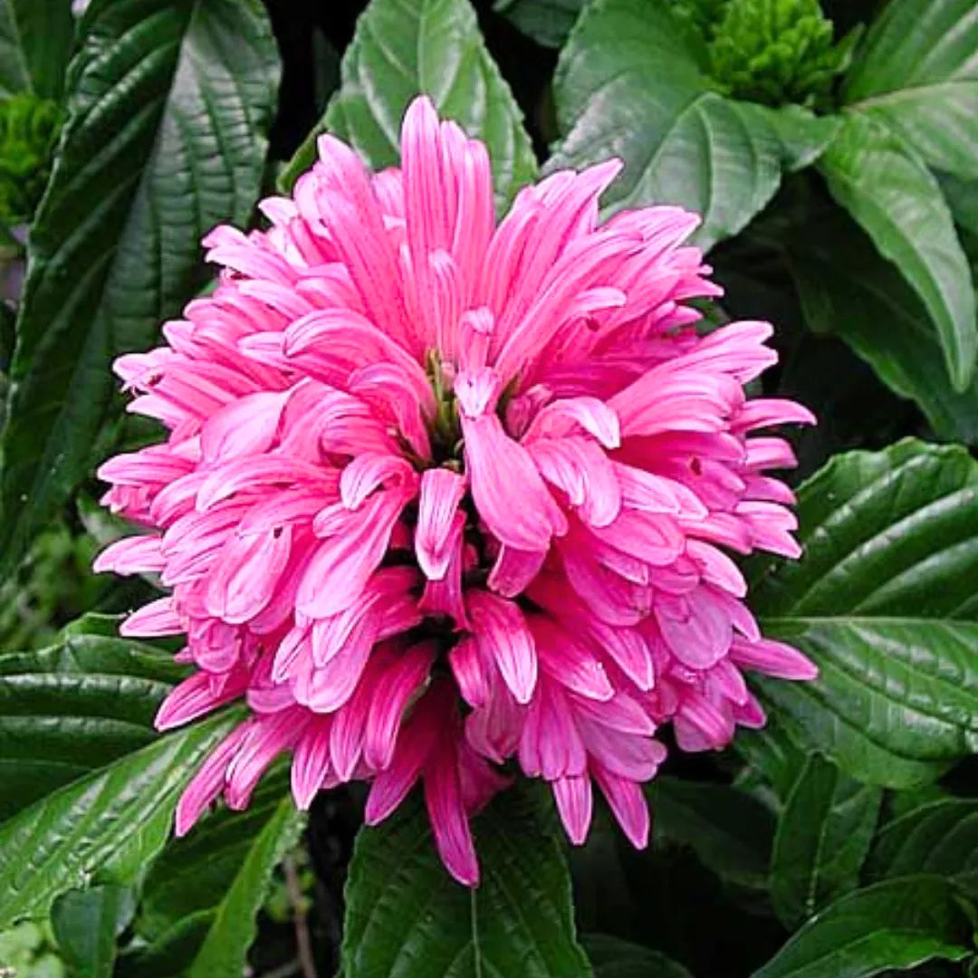 Buy Justicia Carnea - Plant Online at Lalitenterprise