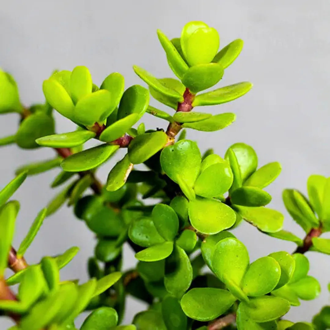 Buy Jade Green - Plant Online at Lalitenterprise