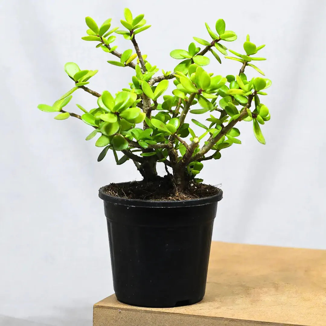 Buy Miniature Crassula Ovata - Plant Online at Lalitenterprise