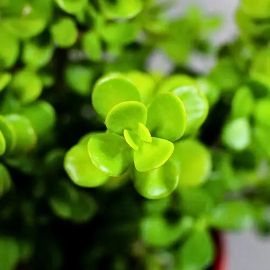 Buy Miniature Crassula Ovata - Plant Online at Lalitenterprise
