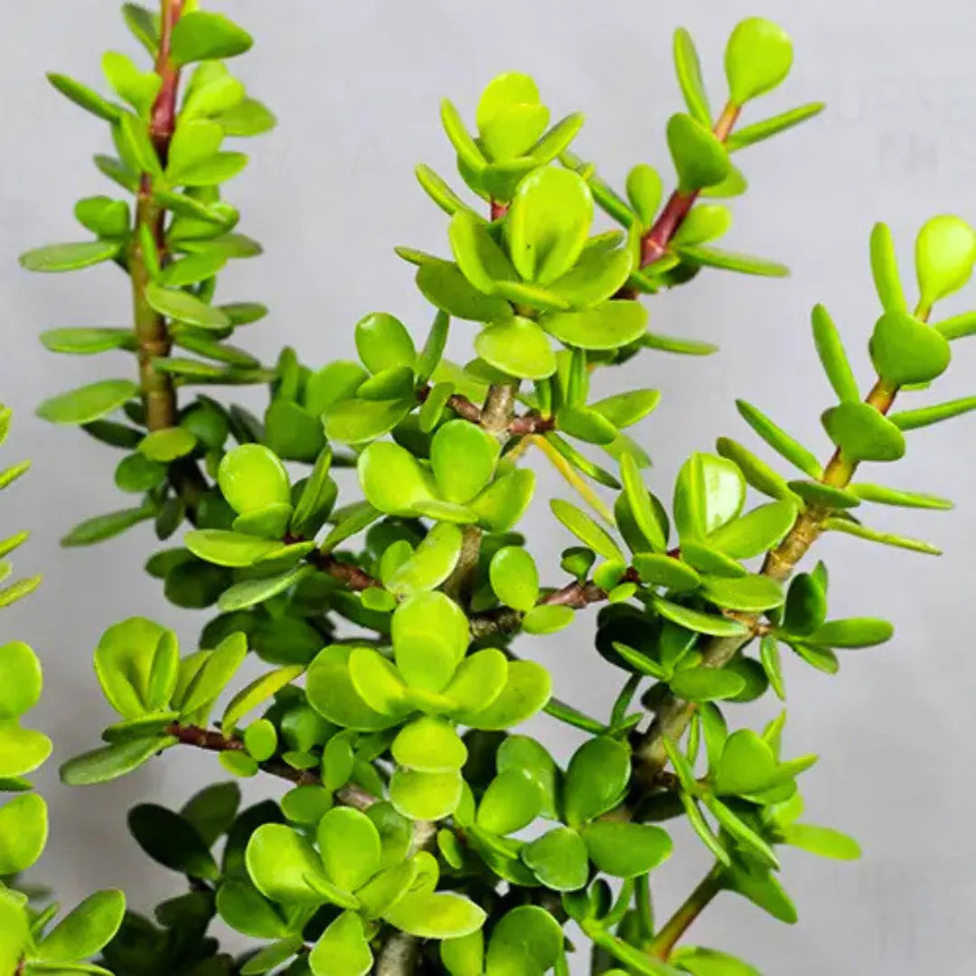 Buy Miniature Crassula Ovata - Plant Online at Lalitenterprise