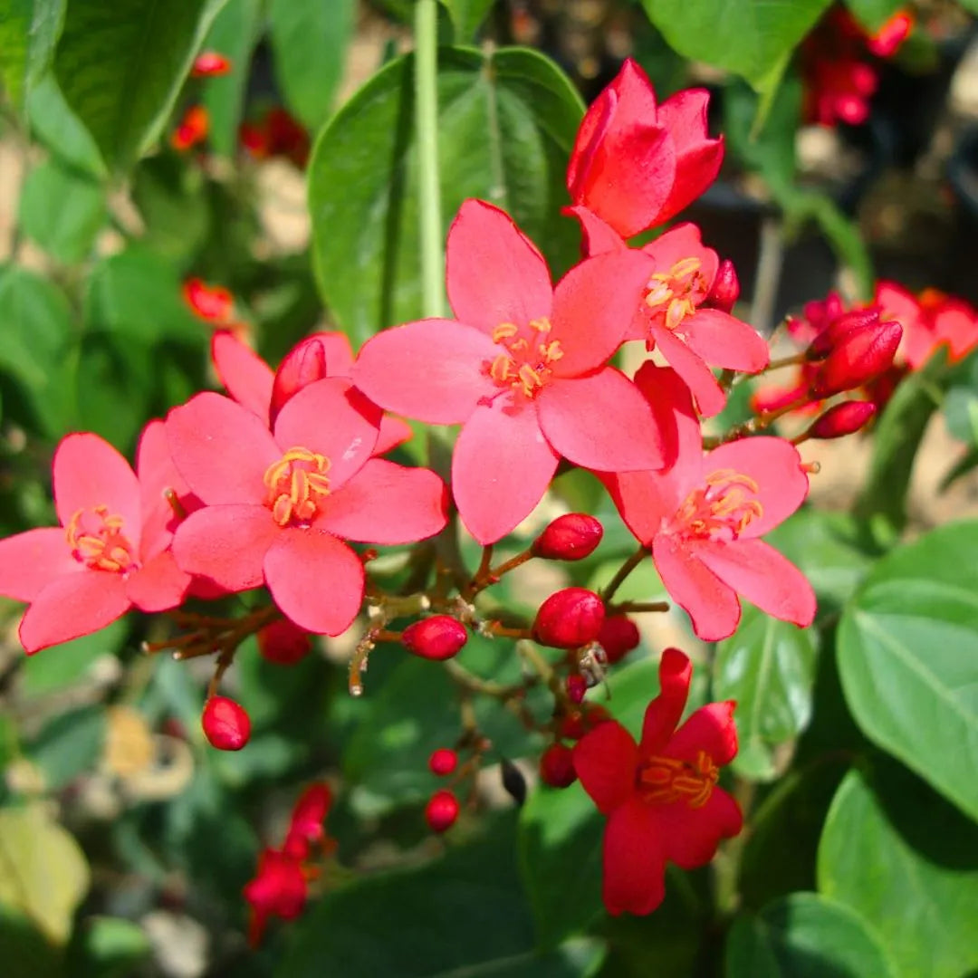 Buy Jatropha Integerrima Var Duck foot – Plant Online at Lalitenterrise