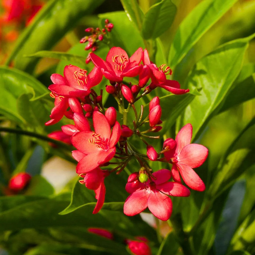 Buy Jatropha Integerrima Var Duck foot – Plant Online at Lalitenterrise