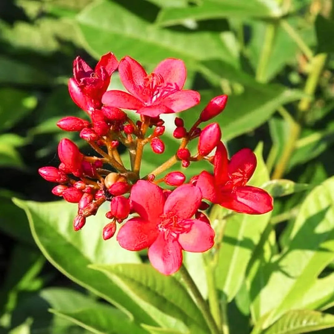 Buy Jatropha Integerrima Var Duck foot – Plant Online at Lalitenterrise