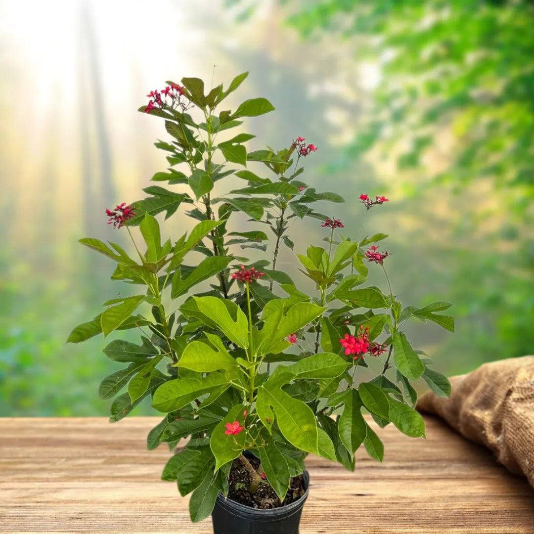 Buy Jatropha Integerrima Var Duck foot – Plant Online at Lalitenterrise