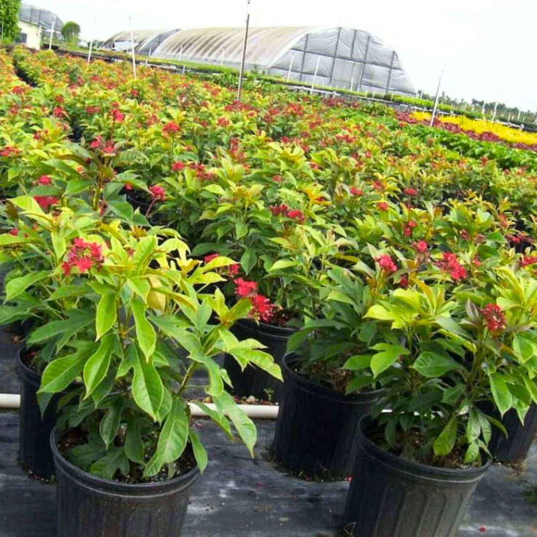 Buy Jatropha Integerrima Var Duck foot – Plant Online at Lalitenterrise