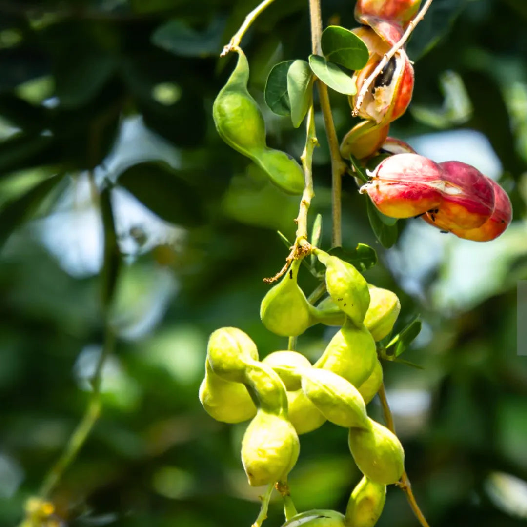 Buy Jungle Jalebi "Thornless" - Plant online at Lalitenterprise