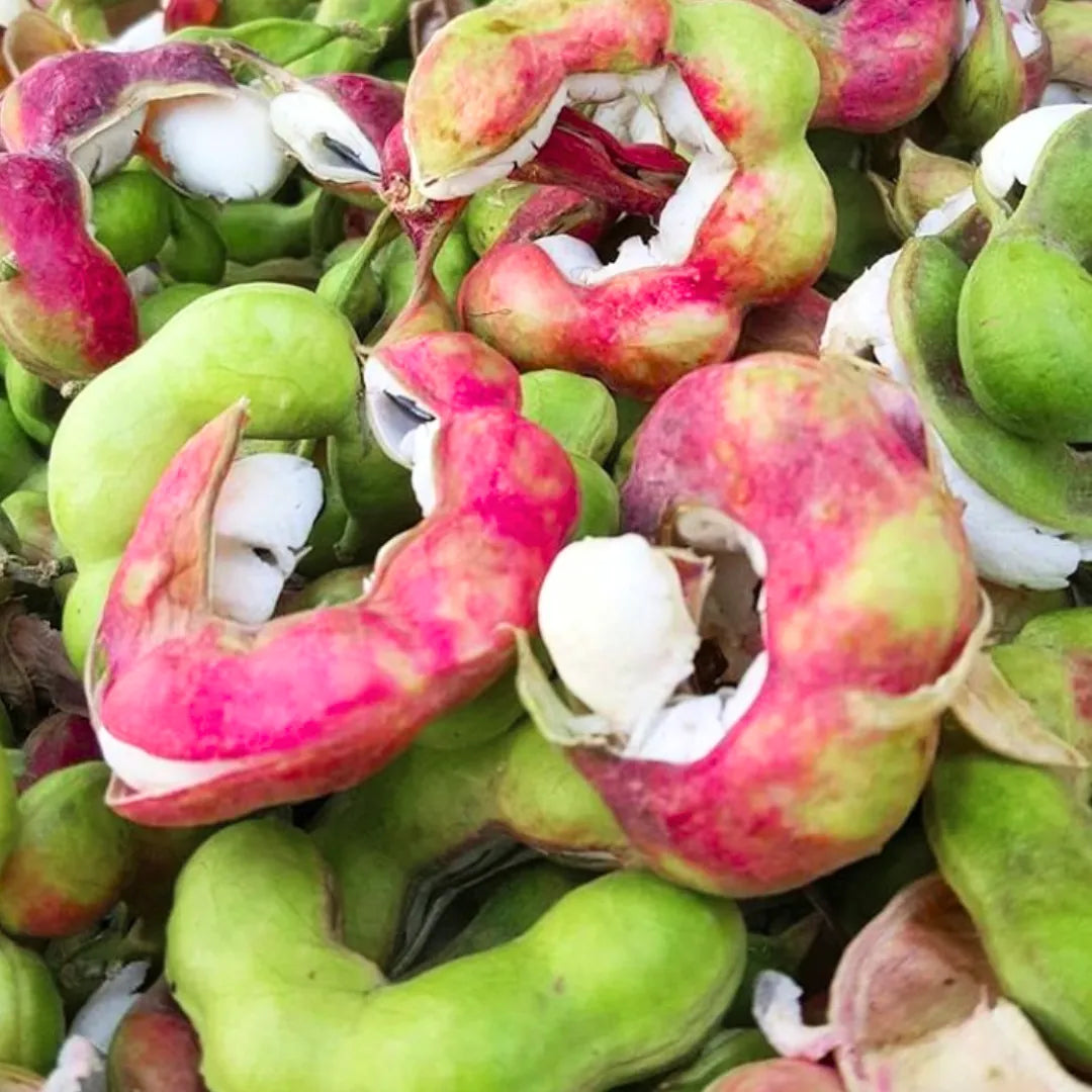 Buy Jungle Jalebi "Thornless" (Pithecellobium Dulce) - Plant online at Lalitenterprise