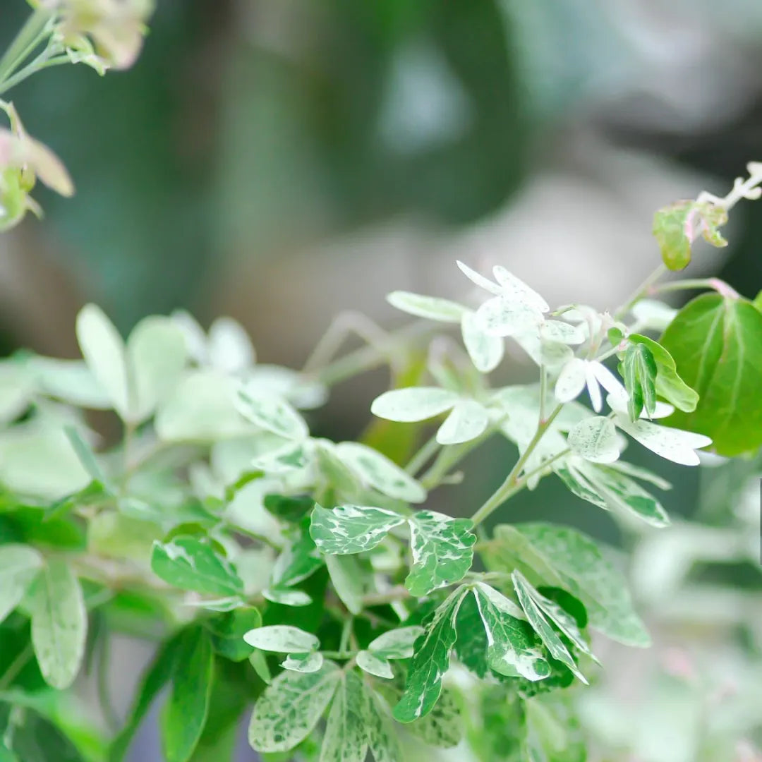 Buy Jungle Jalebi white - Plant Online at Lalitenterprise