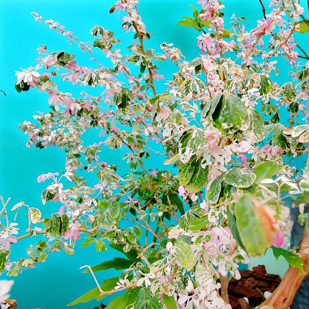 Buy Jungle Jalebi white (Pithecellobium Dulce) Manila Tamarind - Plant Online at Lalitenterprise