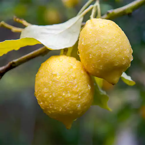 Buy Kaagazi Nimboo, Lemon – Plant Online at Lalitenterprise