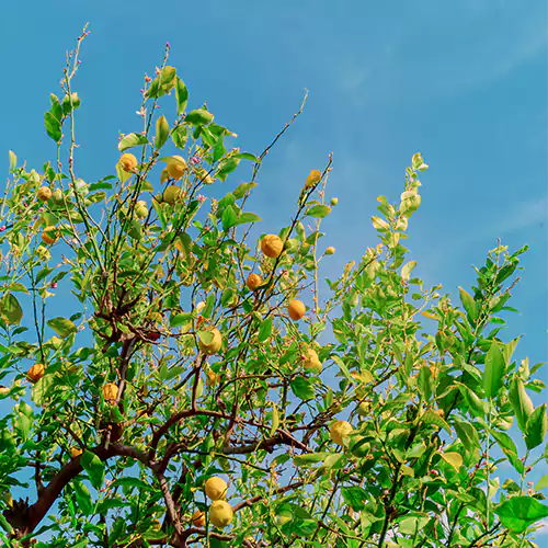 Buy Kaagazi Nimboo, Lemon – Plant Online at Lalitenterprise