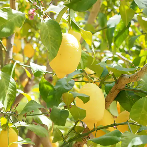 Buy Kaagazi Nimboo, Lemon – Plant Online at Lalitenterprise