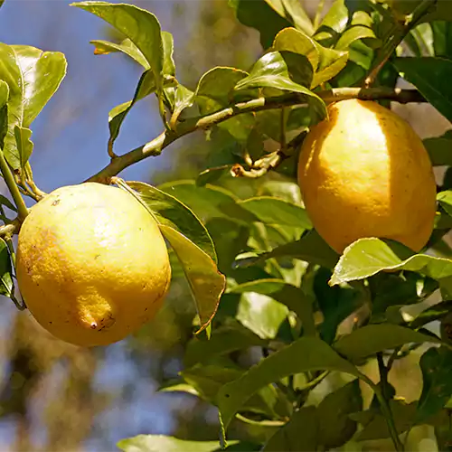 Buy Kaagazi Nimboo, Lemon – Plant Online at Lalitenterprise
