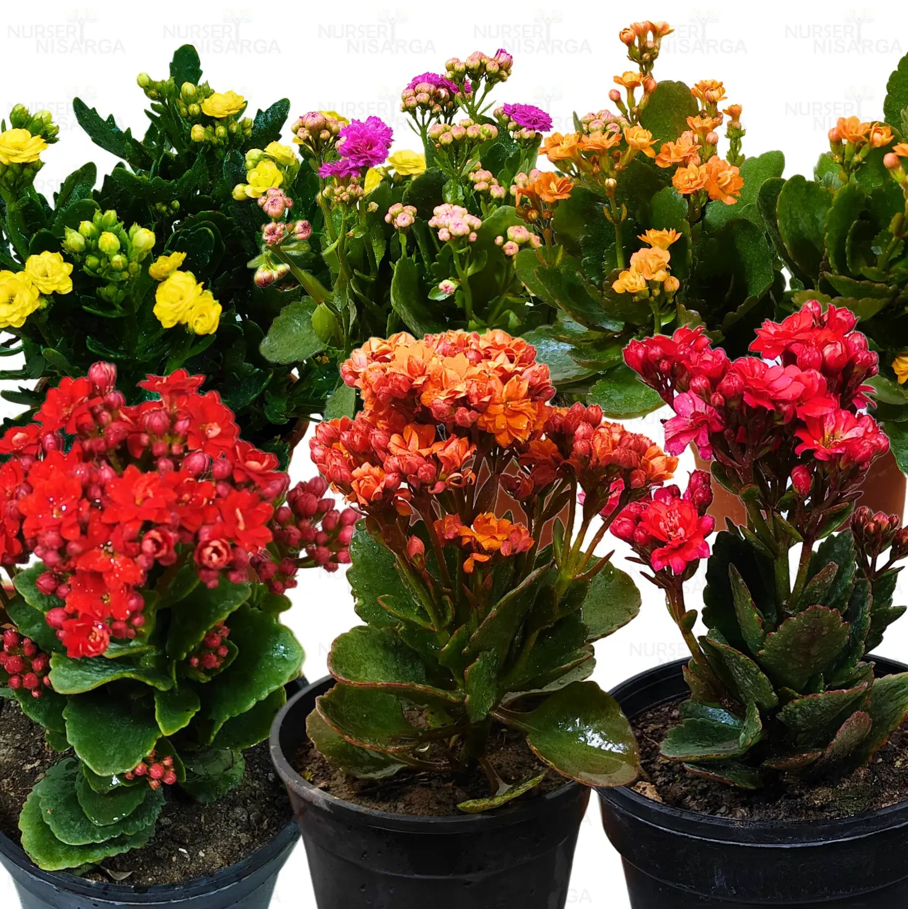 widow's thrill succulent plant Kalanchoe (Widow's-thrill) Flaming Katy