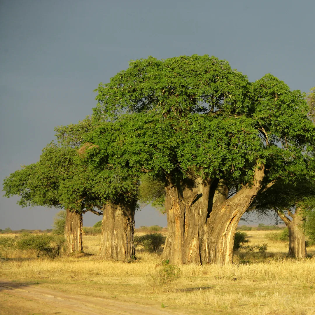 Adansonia Digitata Plant